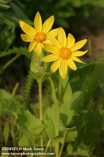 Arnica cordifolia