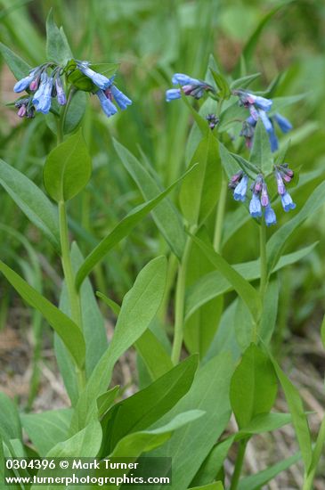 Mertensia paniculata