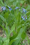 Tall Bluebells