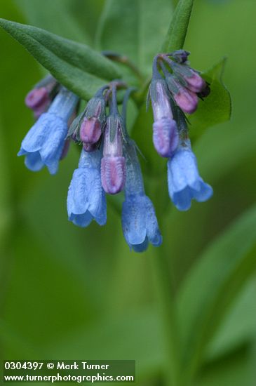 Mertensia paniculata