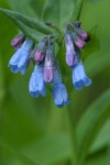 Tall Bluebells blossoms detail