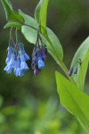 Tall Bluebells blossoms & foliage detail