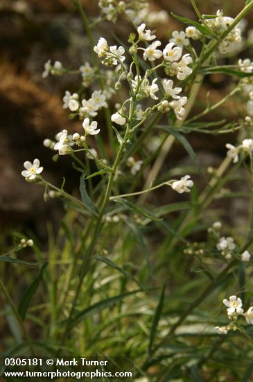 Hackelia diffusa var. arida