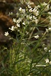 Sagebrush Stickseed