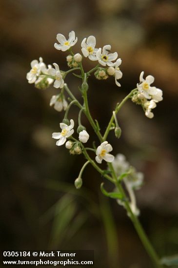 Hackelia diffusa var. arida