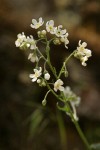 Sagebrush Stickseed blossoms detail