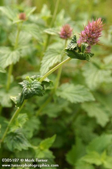 Agastache occidentalis