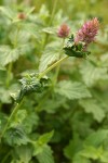 Western Giant Hyssop blossoms & foliage detail