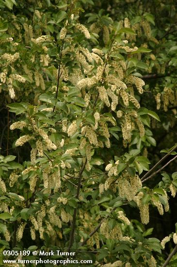 Prunus virginiana