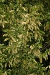 Common Chokecherry