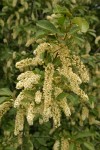 Common Chokecherry blossoms & foliage