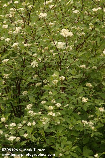 Cornus sericea ssp. occidentalis (C. stolonifera var. occidentalis)