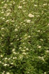 Red-osier Dogwood