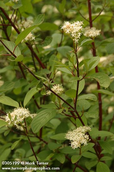 Cornus sericea ssp. occidentalis (C. stolonifera var. occidentalis)