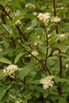 Red-osier Dogwood blossoms & foliage