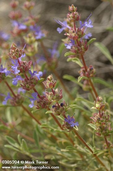 Salvia dorrii ssp. dorrii var. incana (S. dorrii var. carnosa)