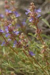 Purple Sage blossoms & foliage