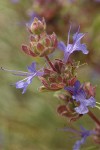 Purple Sage blossoms detail