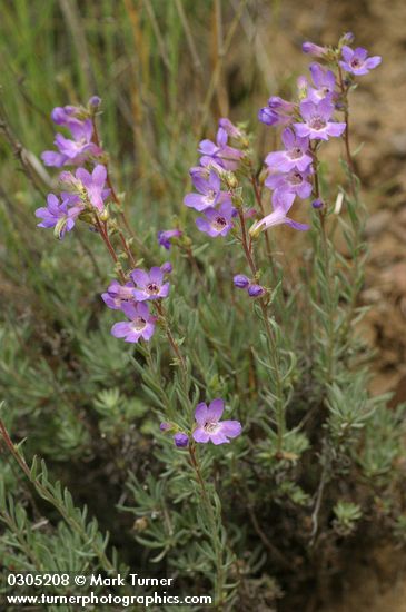 Penstemon gairdneri