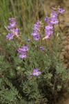 Rock Penstemon