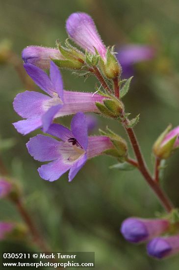 Penstemon gairdneri