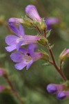 Rock Penstemon blossoms detail