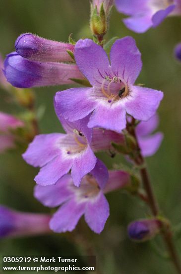 Penstemon gairdneri