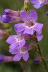 Rock Penstemon blossoms extreme detail