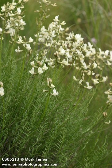 Astragalus reventiformis