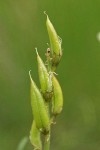 Yakima Milk-vetch immature seed pods