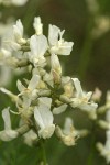 Yakima Milk-vetch blossoms detail
