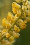 Sulphur Lupine blossoms extreme detail