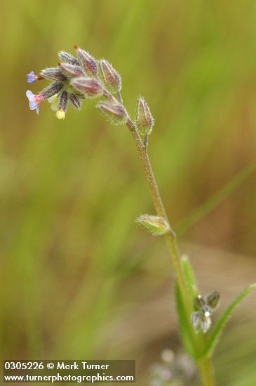 Myosotis stricta (Myosotis micrantha)