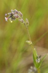 Stiff Forget-me-not