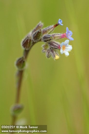 Myosotis stricta (Myosotis micrantha)