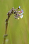 Stiff Forget-me-not blossoms detail