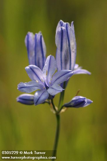 Triteleia grandiflora var. grandiflora (Brodiaea douglasii)