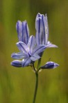 Large-flowered Brodiaea blossoms