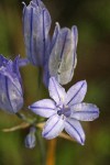 Large-flowered Brodiaea blossoms