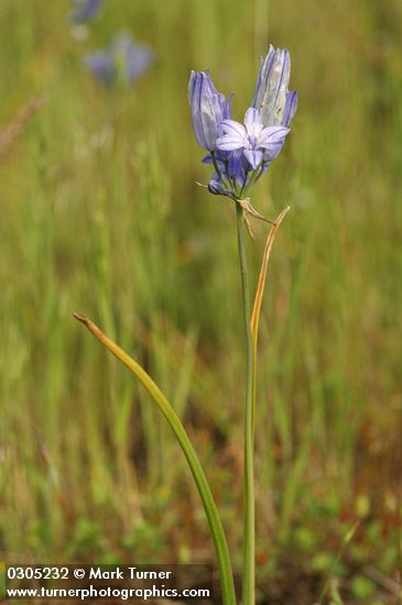 Triteleia grandiflora var. grandiflora (Brodiaea douglasii)