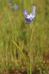 Large-flowered Brodiaea