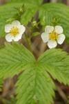 Woodland Strawberry blossoms & foliage detail