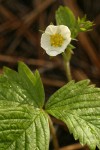 Woodland Strawberry blossom & foliage detail