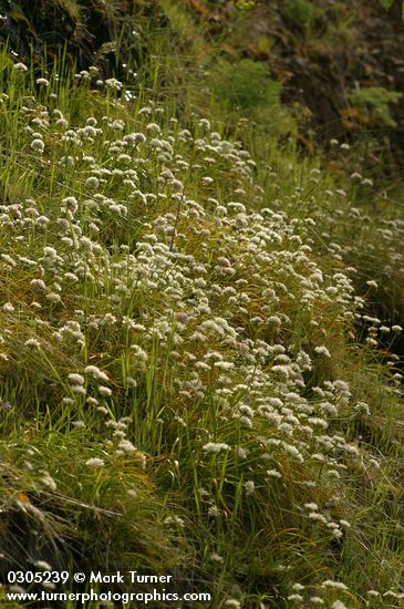 Allium madidum