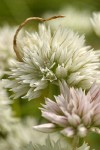 Swamp Onion blossoms extreme detail