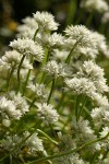 Swamp Onion blossoms