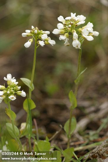 Thlaspi montanum var. montanum (T. fendleri var. glaucum)