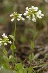 Alpine (Fendler's) Pennycress