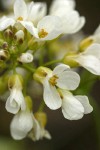 Alpine (Fendler's) Pennycress blossoms extreme detail