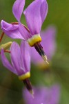 Western Shooting Star blossoms extreme detail